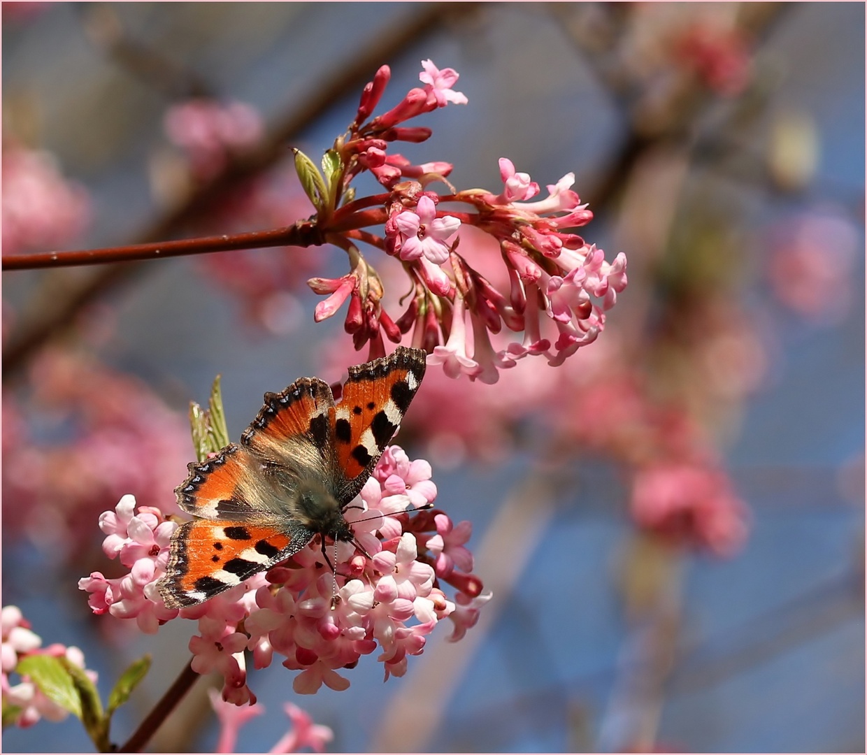 Kleiner Fuchs (Aglais urticae).