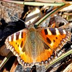 Kleiner Fuchs (Aglais urticae)