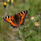 Kleiner Fuchs (Aglais urticae)