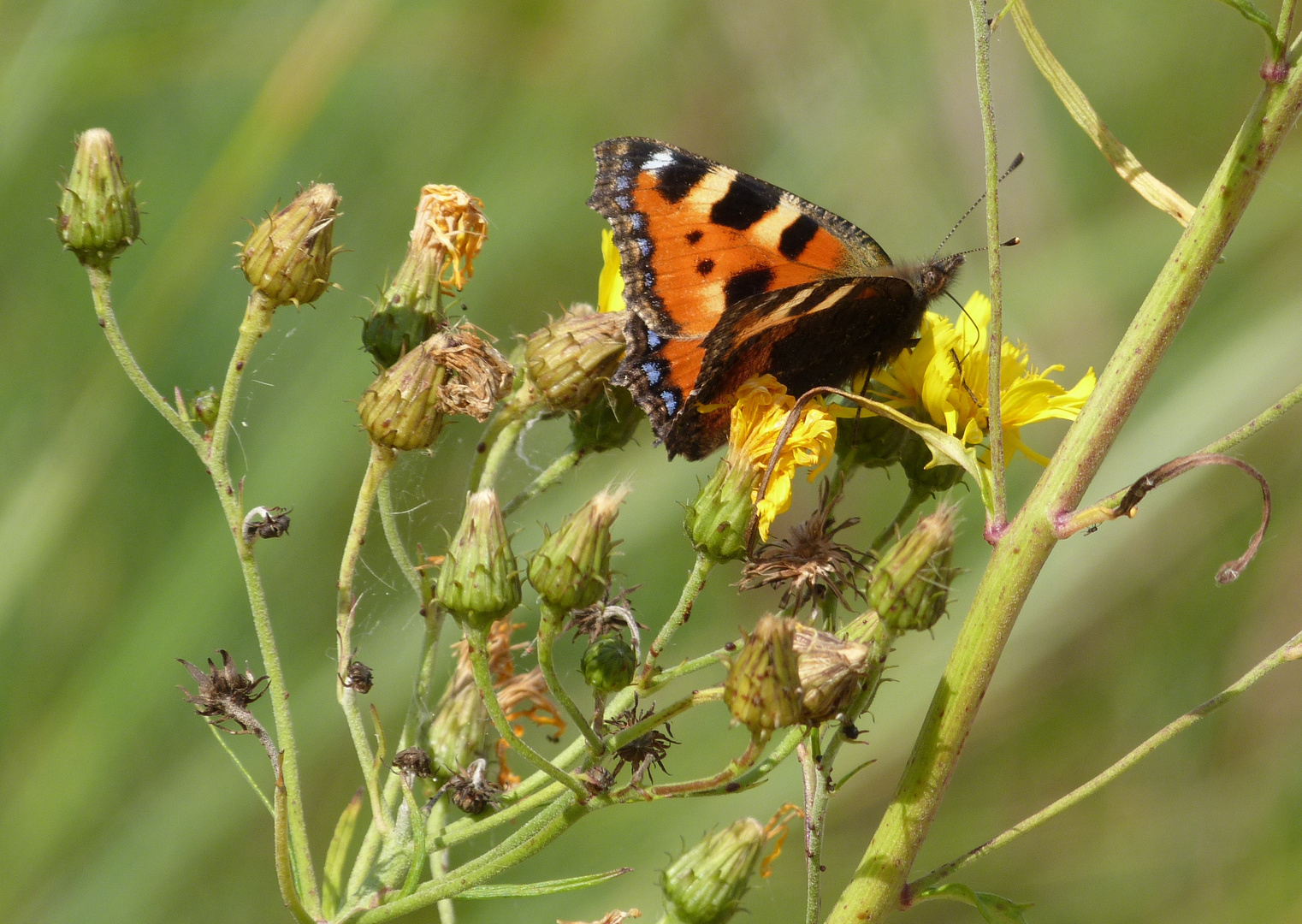 Kleiner Fuchs (Aglais urticae)