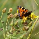 Kleiner Fuchs (Aglais urticae)