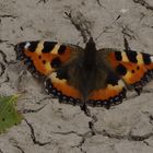 Kleiner Fuchs (Aglais urticae) Edelfalter