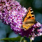 Kleiner Fuchs (Aglais urticae)