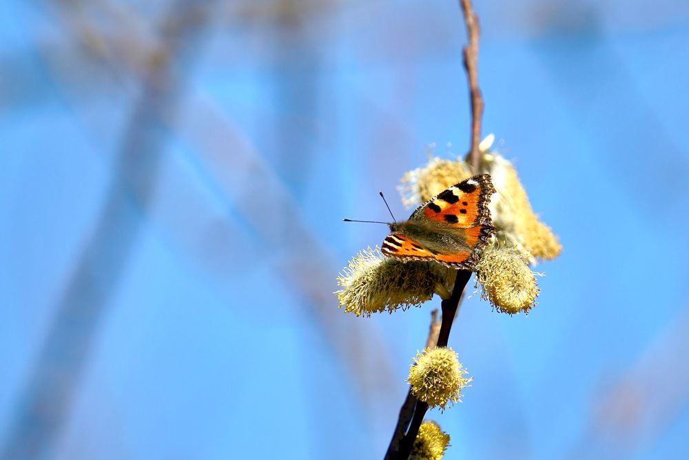 Kleiner Fuchs (Aglais urticae)