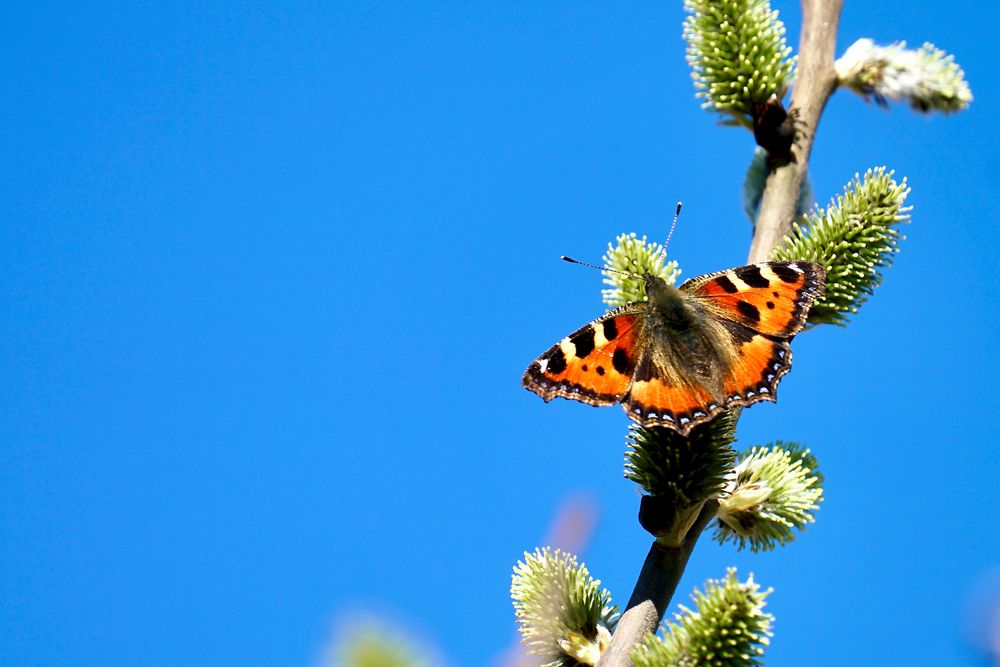 Kleiner Fuchs (Aglais urticae)