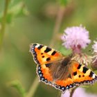 Kleiner Fuchs Aglais urticae