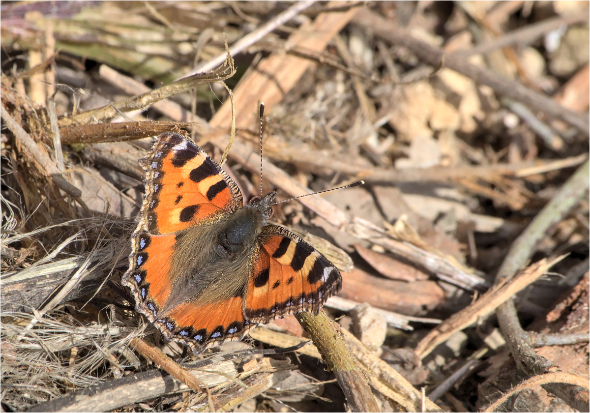 Kleiner Fuchs (Aglais urticae)