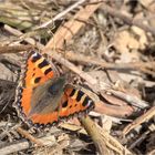 Kleiner Fuchs (Aglais urticae)