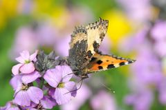 Kleiner Fuchs (Aglais urticae) Frontal