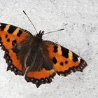 Kleiner Fuchs (Aglais urticae) im Schnee. - La Petite tortue ou Vanesse de l'ortie.