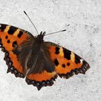 Kleiner Fuchs (Aglais urticae) im Schnee. - La Petite tortue ou Vanesse de l'ortie.