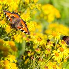 Kleiner Fuchs (Aglais urticae) in der Obstanlage...