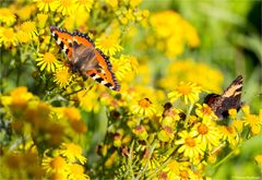 Kleiner Fuchs (Aglais urticae) in der Obstanlage...