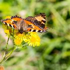 Kleiner Fuchs (Aglais urticae) in der Obstanlage..