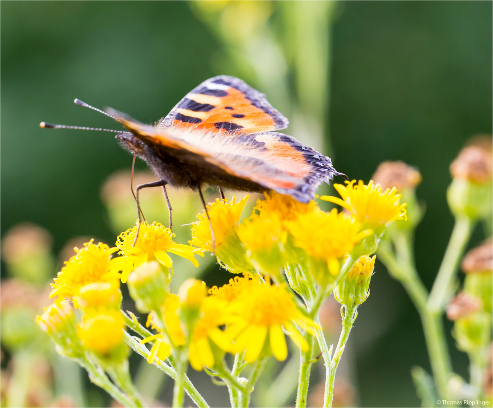 Kleiner Fuchs (Aglais urticae) in der Obstanlage