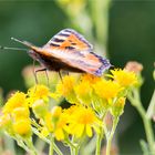 Kleiner Fuchs (Aglais urticae) in der Obstanlage