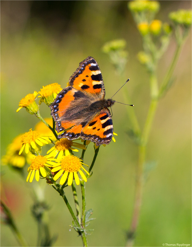 Kleiner Fuchs (Aglais urticae) in der Obstanlage...