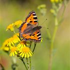 Kleiner Fuchs (Aglais urticae) in der Obstanlage...