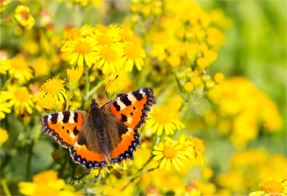 Kleiner Fuchs (Aglais urticae) in der Obstanlage .