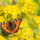 Kleiner Fuchs (Aglais urticae) in der Obstanlage .