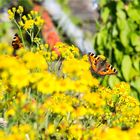 Kleiner Fuchs (Aglais urticae) in der Obstanlage..................