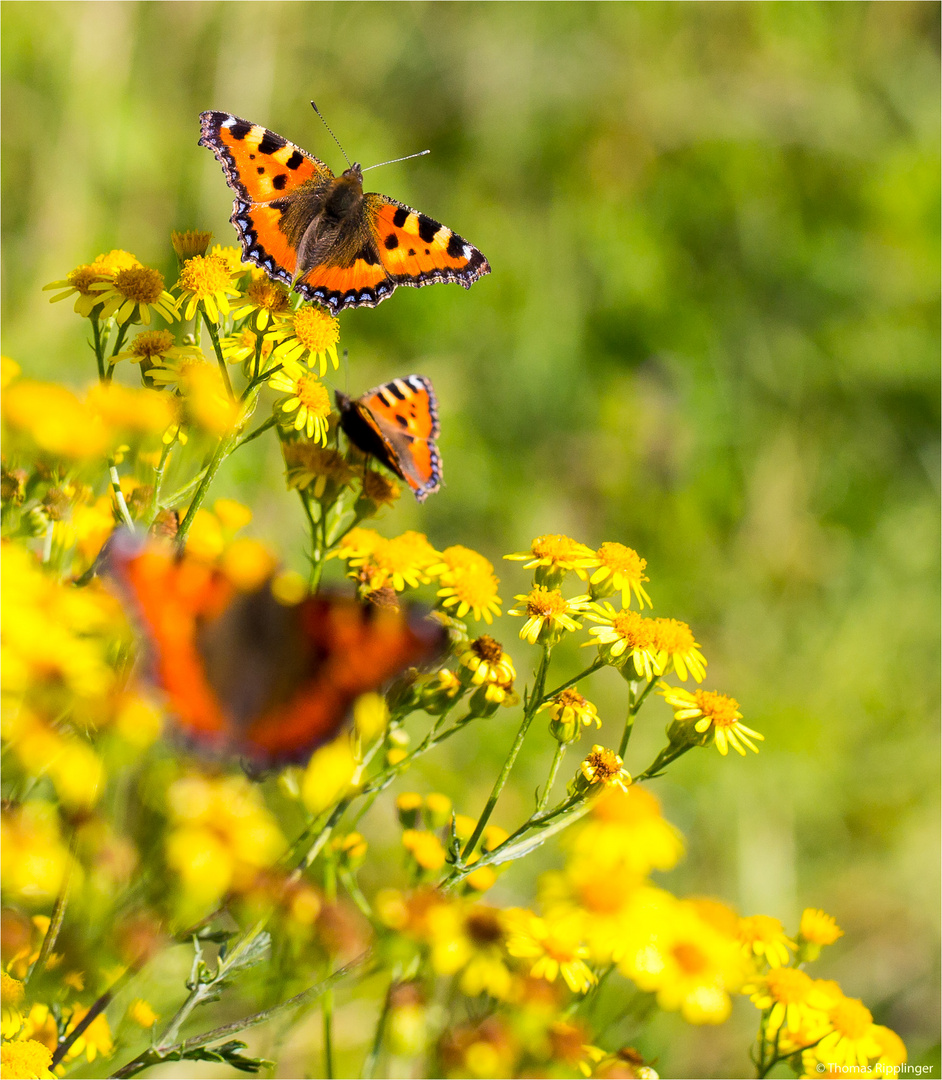 Kleiner Fuchs (Aglais urticae) in der Obstanlage......