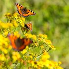 Kleiner Fuchs (Aglais urticae) in der Obstanlage......