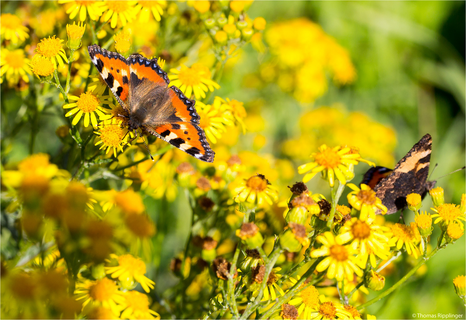 Kleiner Fuchs (Aglais urticae) in der Obstanlage...............