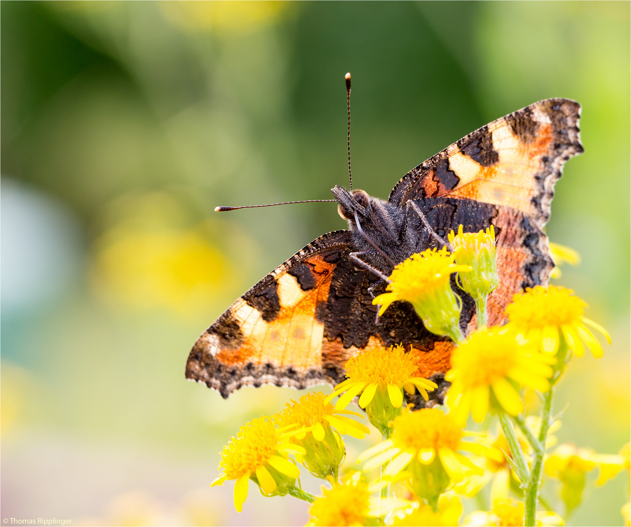 Kleiner Fuchs (Aglais urticae) in der Obstanlage.....................