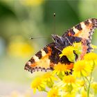 Kleiner Fuchs (Aglais urticae) in der Obstanlage.....................