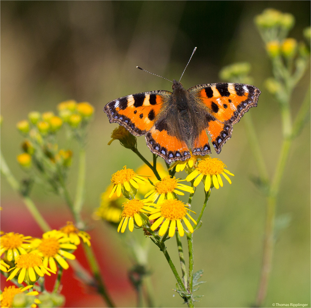 Kleiner Fuchs (Aglais urticae) in der Obstanlage