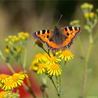 Kleiner Fuchs (Aglais urticae) in der Obstanlage