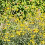 Kleiner Fuchs (Aglais urticae) in der Obstanlage