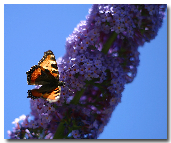 Kleiner Fuchs - Aglais urticae L.