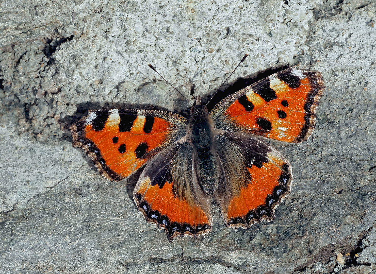 Kleiner Fuchs (Aglais urticae) - La Petite tortue ou Vanesse de l'ortie.