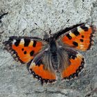 Kleiner Fuchs (Aglais urticae) - La Petite tortue ou Vanesse de l'ortie.