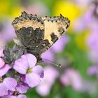 Kleiner Fuchs  (Aglais urticae) Seitenansicht