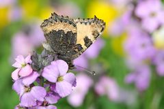 Kleiner Fuchs  (Aglais urticae) Seitenansicht