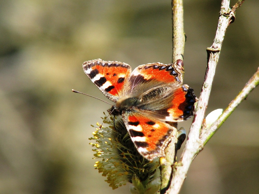 Kleiner Fuchs (Aglais urticae; Syn.: Nymphalis urticae)