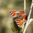 Kleiner Fuchs (Aglais urticae; Syn.: Nymphalis urticae)