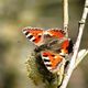 Kleiner Fuchs (Aglais urticae; Syn.: Nymphalis urticae)