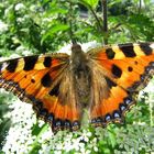 Kleiner Fuchs (Aglais urticae, Syn.: Nymphalis urticae) 