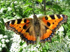 Kleiner Fuchs (Aglais urticae, Syn.: Nymphalis urticae) 