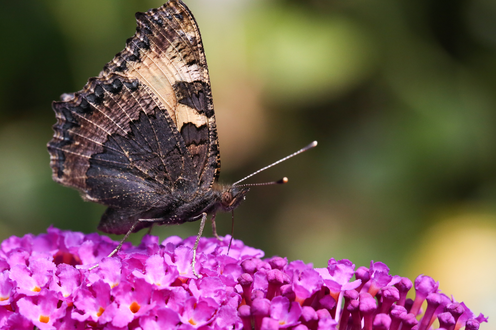 Kleiner Fuchs (Aglais urticae, Syn.: Nymphalis urticae)