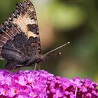 Kleiner Fuchs (Aglais urticae, Syn.: Nymphalis urticae)