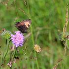 Kleiner Fuchs (Aglais urticae) - vom Winde verweht.