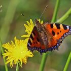 Kleiner Fuchs , aglais urticaea und vielleicht schon die 3. Generation...