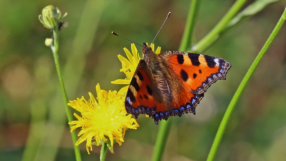 Kleiner Fuchs , aglais urticaea und vielleicht schon die 3. Generation...