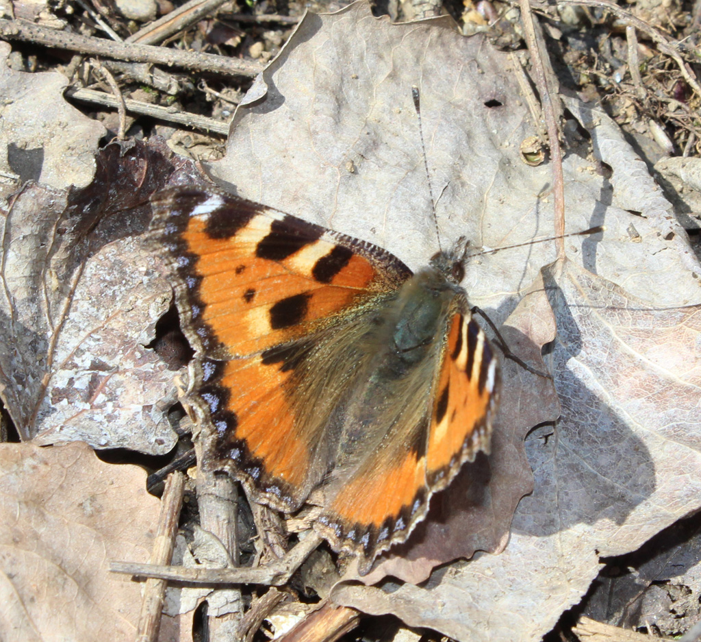  kleiner Fuchs (Aglais urticeae)