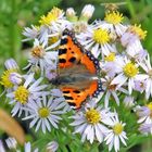 Kleiner Fuchs (Aglias urticae) auf Strandaster (Aster tripolium).